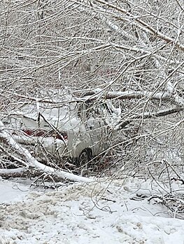 В Саратове дерево рухнуло на машину и заблокировало проезд