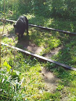 Упитанный поросенок в депрессии три дня скитался по Костроме: видео