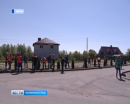 В поселке Взморье украдены деревья посаженные в рамках экологической акции