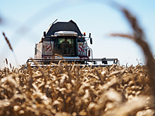 Зерновое проклятие России: Хлеба много, а едим дрянь