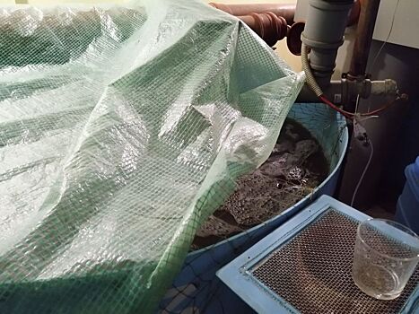 ОНФ обратился в прокуратуру из-за «рыбной фермы» в жилом доме в Нижнем Новгороде