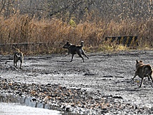 В Казани умерла девочка, на которую напала стая собак