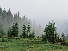 Великая зеленая стена Китая: зачем в пустыне сажают миллиарды деревьев