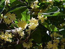 Главный аромат осенней Абхазии: османтус душистый