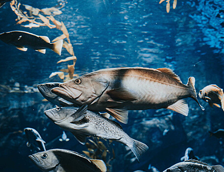 Численность лосося сокращается из-за человека и климата