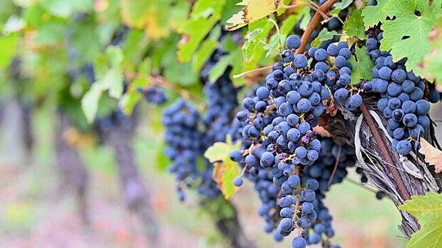 В Роскачестве оценили ущерб виноградникам от жары