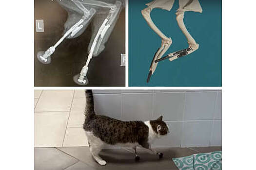Барнаульскому коту без передних лапок провели бионическое протезирование