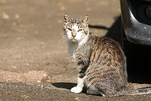 Более 300 кошек умерли от неизвестной болезни в Великобритании