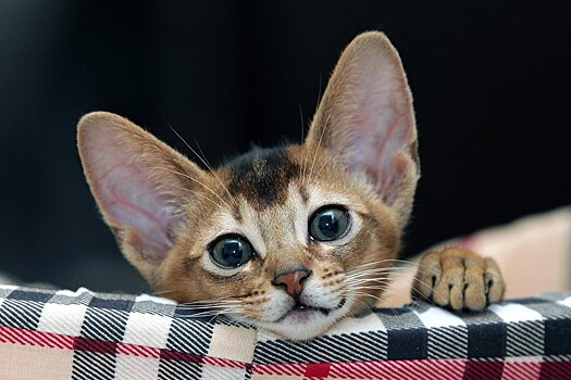 В Роспотребнадзоре рассказали, можно ли вернуть деньги за купленного больного котенка