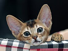 В Роспотребнадзоре рассказали, можно ли вернуть деньги за купленного больного котенка