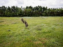 Стало известно об усилении активности ВСУ у российской границы