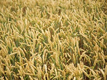 Экспорт продукции АПК из Пензенской области составил 52 млн долларов