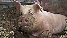 Свинья, прооперированная от бесплодия роботом, даст потомство в сентябре
