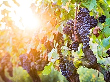 В Ингушетии увеличат площади виноградников