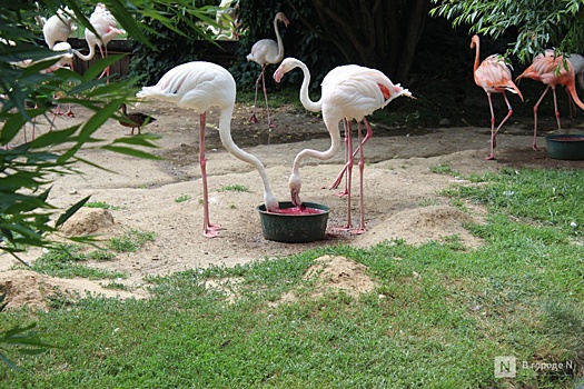 Опубликован график работы зоопарка «Лимпопо» на новогодние праздники