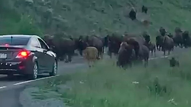 Стадо бизонов выбежало на оживленную трассу и протаранило авто: видео