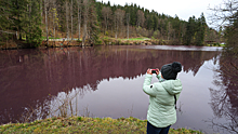 Вода меняет цвет: в Германии появился пурпурный пруд