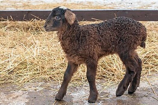 Рожденную на «Городской ферме» на ВДНХ овечку назвали Любашей