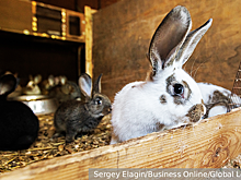Российские ученые нашли способ наращивать массу кроликов водорослями из Крыма