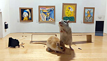 Пара создала арт-галерею для мышей. Первые посетители начали грызть экспонаты