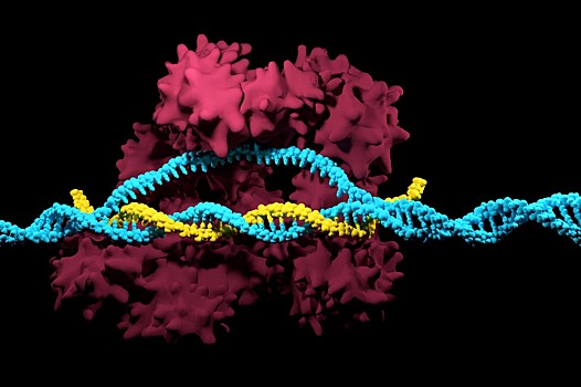 Разработана новая технология редактирования ДНК с помощью CRISPR / Cas9