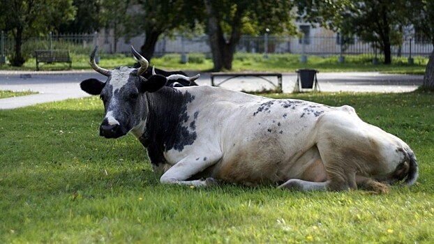 Тобольск – город, где коровы отдыхают в саду на газоне