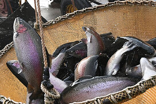 В Добрянке после гибели 12 тонн форели ликвидируют ферму по разведению рыбы