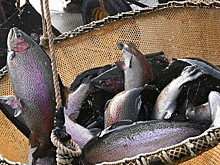 В Добрянке после гибели 12 тонн форели ликвидируют ферму по разведению рыбы