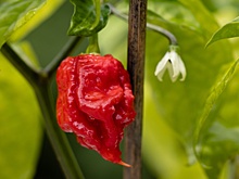 Доктор пояснила, с чем может быть связана смерть от перца Carolina Reaper