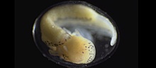 Удивительный процесс рождения тритона из клетки сняли на видео. И его определенно стоит посмотреть