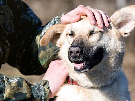 Москвичам рассказали, как столичные НКО поддерживают приюты для животных