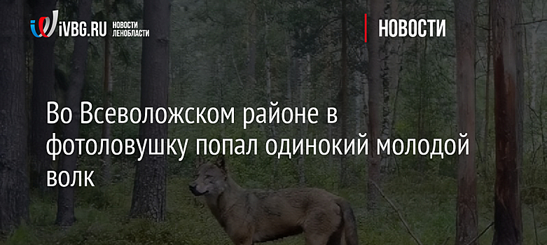 Во Всеволожском районе в фотоловушку попал одинокий молодой волк
