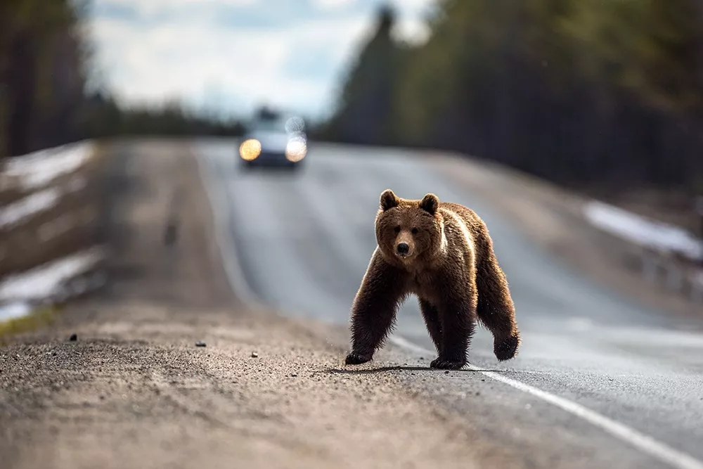Дикие медведи забрались в фургон и съели 130 пончиков на Аляске