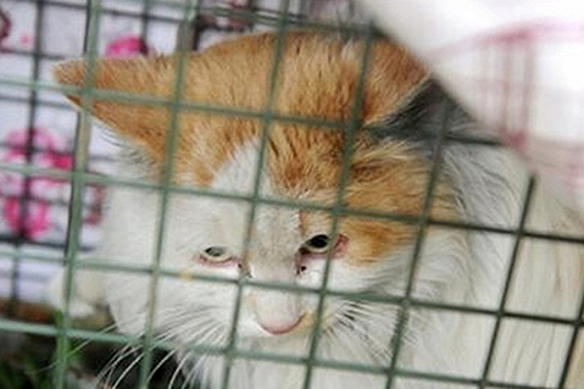 Сидевшего в ловушке два года кота освободили