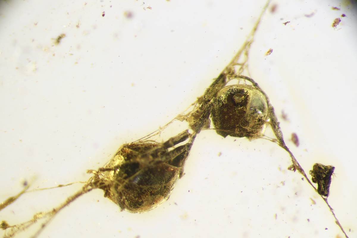 Жертву потрошителя нашли в янтаре в России