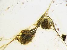 Эксперты выяснили, как погиб найденный в российском янтаре муравей