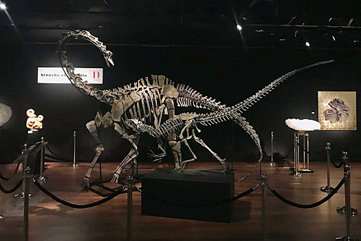 В Париже продают скелеты двух динозавров