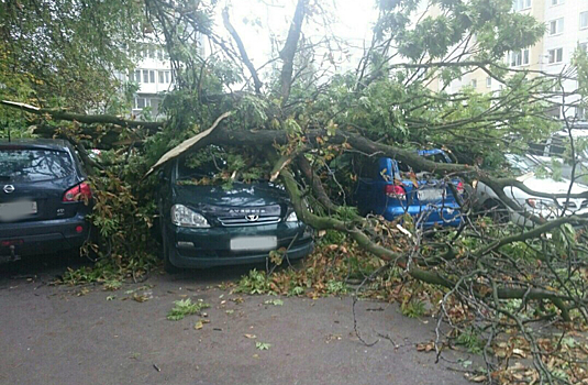 Автомобилисты отсудили у коммунальщиков более 400 тысяч рублей за упавшее дерево