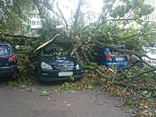 Автомобилисты отсудили у коммунальщиков более 400 тысяч рублей за упавшее дерево