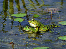 В Ейске мужчина заперся в «Ниве» и совершил подрыв