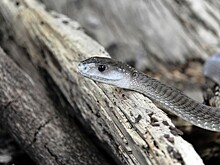 Знаменитый блогер умер от укуса змеи