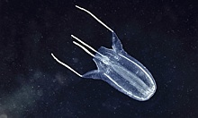 Смертельно опасную медузу выбросило на берег Анапы