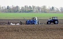 Аграрии Татарстана из-за прошедшей жары опасаются потерять до 20% будущего урожая зерновых
