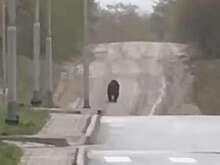 На Сахалине на видео попало, как дети гуляли рядом с медведями