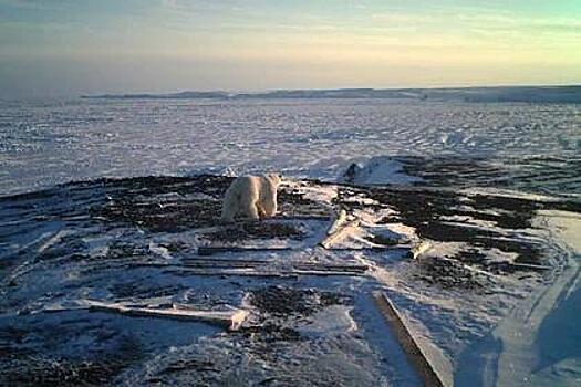 «Роснефть» проводит масштабные исследования арктических животных