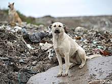 Петербуржцев встревожил конкурс на рекультивацию полигона «Новоселки»