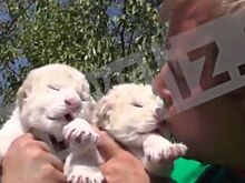 Видео: в Крымском сафари-парке показали новорожденных львят-альбиносов