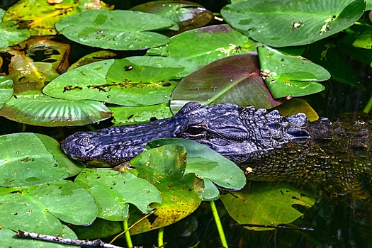Суд Майами постановил закрыть иммиграционную тюрьму Аллигатор Алькатрас