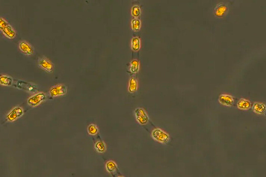 Учёные воскресили водоросли возрастом 7000 лет со дна Балтийского моря