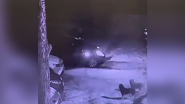 В московском дворе псы перегрызли провода и завели машину, произошла авария